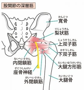 股関節の痛み 阿佐ヶ谷の整体 土日 祝日も営業 マッサージ師も通う大川カイロプラクティックセンターあさがや整体院 阿佐ヶ谷の整体 土日 祝日も営業 マッサージ師も通う大川カイロプラクティックセンターあさがや整体院